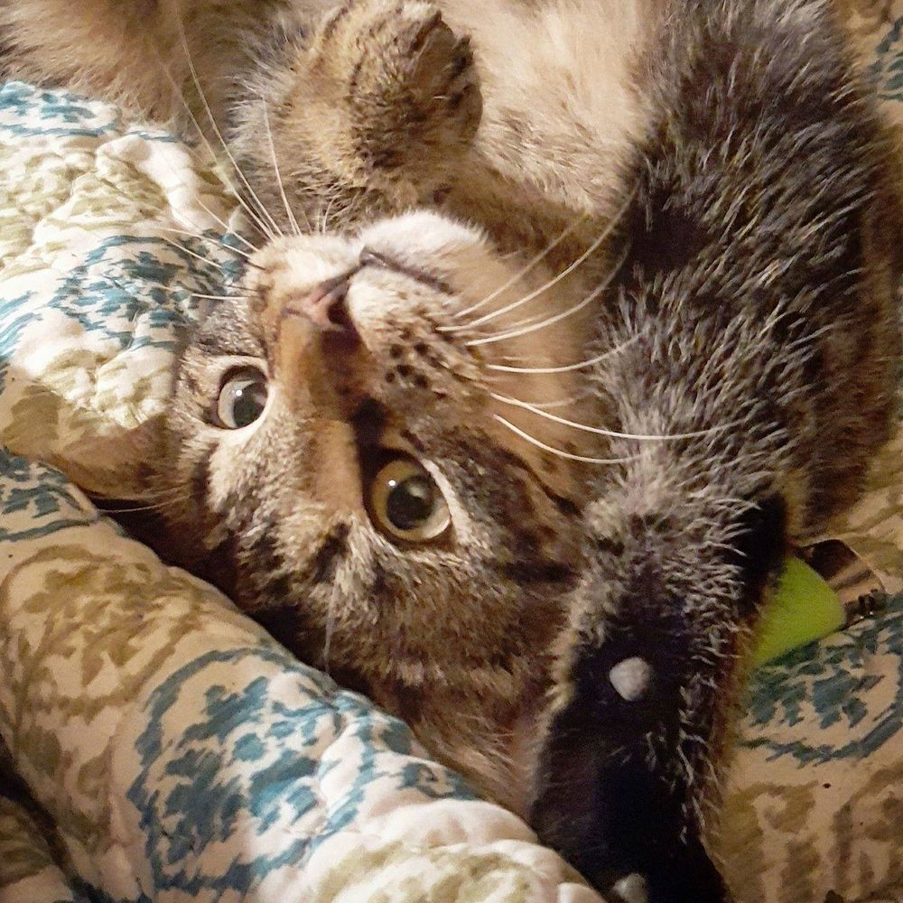 Meet your Posher, Dahlia